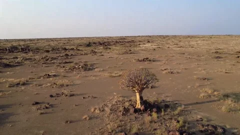 Quiver tree Namibia Stock Footage 322187590