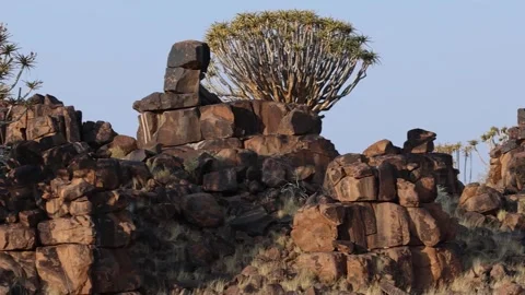 Quiver tree Namibia Stock Footage 322187591