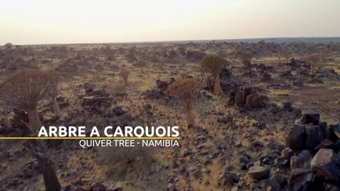 Quiver tree Namibia Stock Footage 322187600