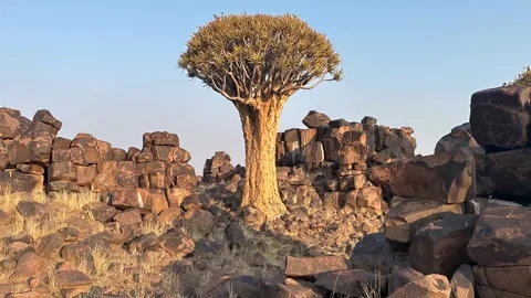 Quiver tree Namibia Stock Footage 322187601
