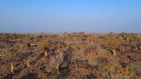 Quiver tree Namibia Stock Footage 322187602