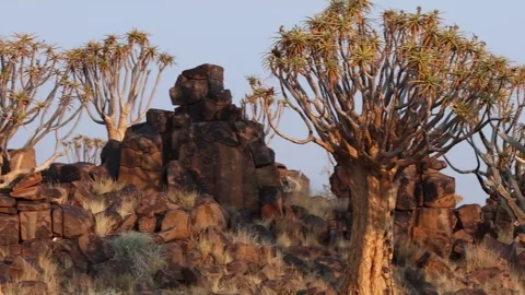 Quiver tree Namibia Stock Footage 322187606