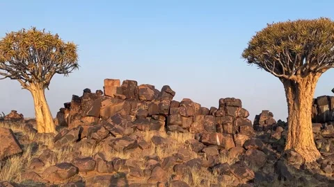Quiver tree Namibia Stock Footage 322187609