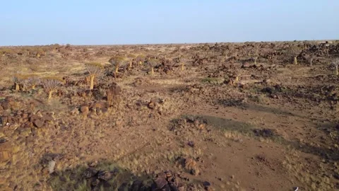 Quiver tree Namibia Stock Footage 322187610