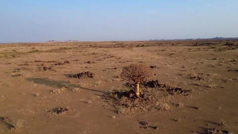 Quiver tree Namibia Stock Footage 322187616