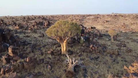 Quiver tree Namibia Stock Footage 322187617