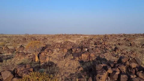 Quiver tree Namibia Stock Footage 322187618