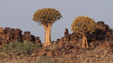 Quiver tree Namibia Stock Footage 322187621