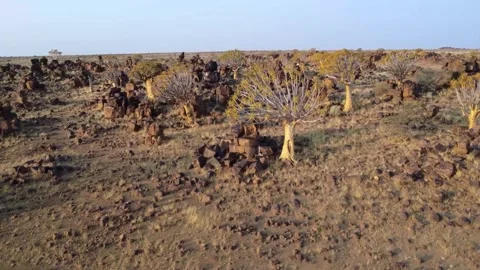 Quiver tree Namibia Stock Footage 322187631