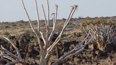 Quiver tree Namibia Stock Footage 322187632