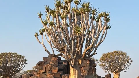 Quiver tree Namibia Vídeos de archivo 322187634