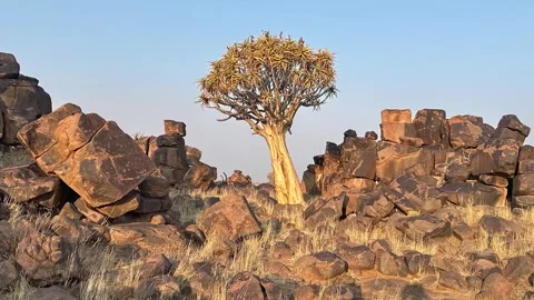 Quiver tree Namibia Vídeos de archivo 322187638