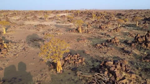Quiver tree Namibia Vídeo Stock 322187644