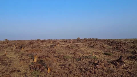 Quiver tree Namibia Stock Footage 322187645
