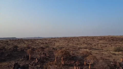 Quiver tree Namibia Stock Footage 322187647