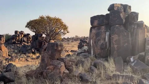 Quiver tree Namibia Vídeos de archivo 322187650