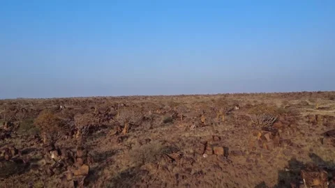 Quiver tree Namibia Stock Footage 322187651