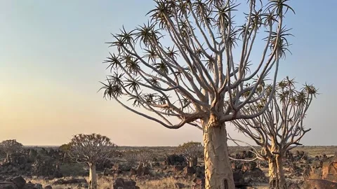 Quiver tree Namibia Stock Footage 322187652