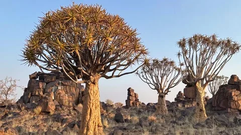 Quiver tree Namibia Stock Footage 322187654
