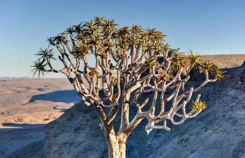 Quiver Tree - Namibia Fotos Stock