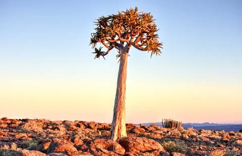 Quiver Tree - Namibia Fotos Stock