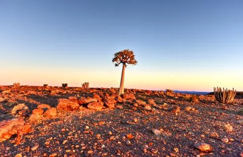 Quiver Tree - Namibia Fotos Stock