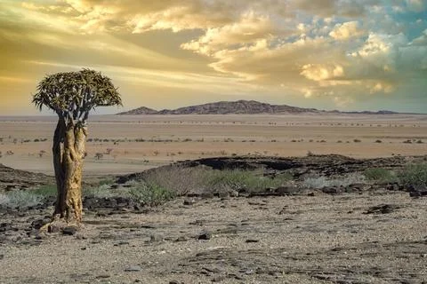A quiver tree in Namibia Fotos Stock