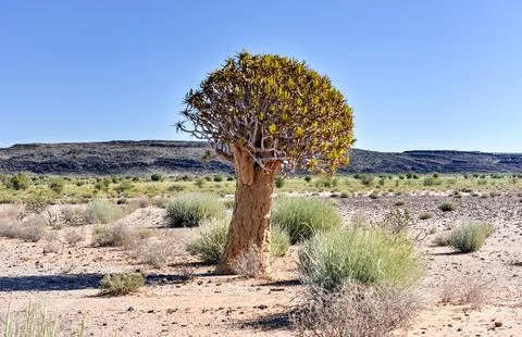 Quiver Tree - Namibia Foto stock
