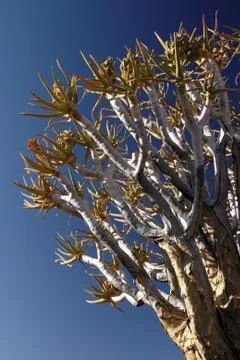 Quiver tree Fotos Stock