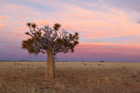 Quiver tree Stock Photos