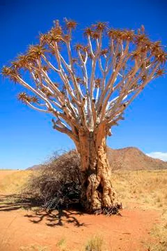 Quiver Tree Fotos Stock