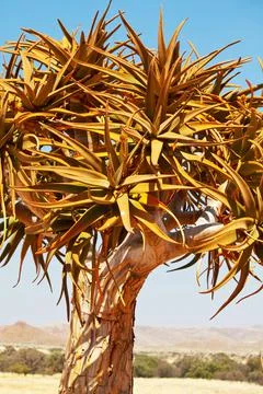 Quiver tree Fotos Stock