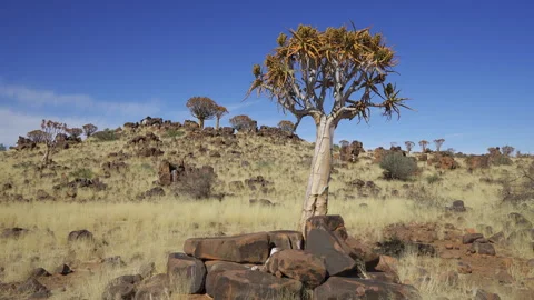 Quiver tree in the Quiver Tree Forest near Keetmanshoop, Namibia 動画素材 341429457