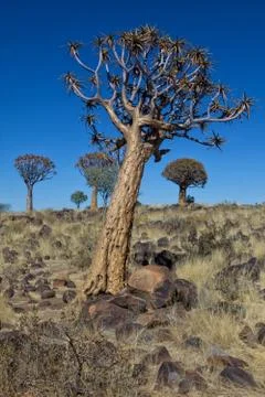 A quiver tree at the Quiver tree forest Namibia Stock Photos