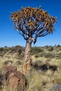 Quiver tree at the Quiver tree forest Namibia Stock Photos