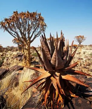 Quiver tree Quiver tree in Namibia, Africa Copyright: xZoonar.com/GalynaxA... Fotos Stock