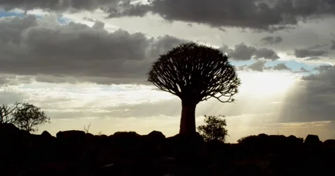 Quiver tree silhouette with the sunset in the background, Quiver Tree Forest, 4k Stock Footage 132864886