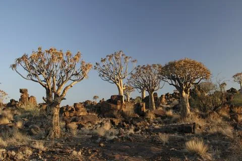 Quiver trees in Namibia Fotos Stock
