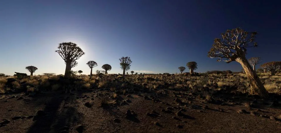 Quiver Trees Stock Photos