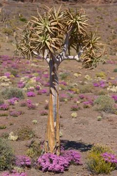 Quiver trees Stock Photos