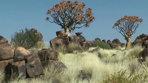 Quiver trees  in quiver tree forest Stock Footage 20467424