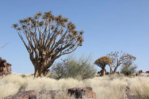 Quiver trees  in quiver tree forest Foto stock