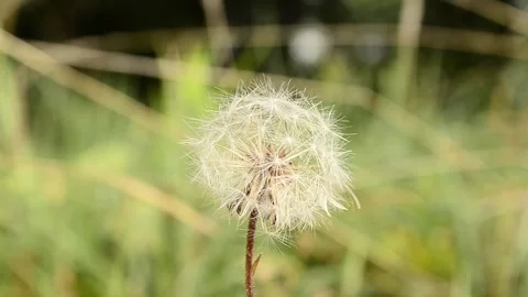 Quivering dandelion Stock-Footage 141326824