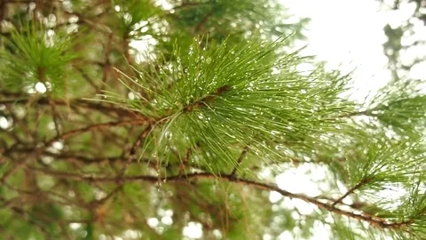 Quivering pine branch with drops of dew Stockbeeldmateriaal 69772314