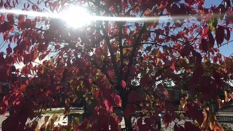Quivering Red Tree Time Lapse Video stock 81338137