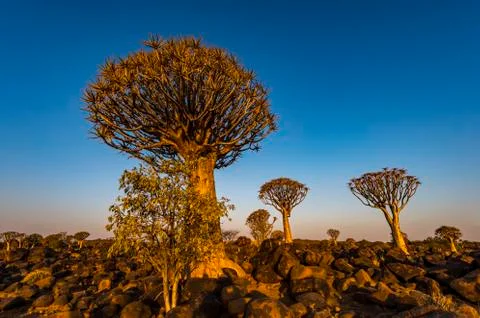 The Quivertree Forest Stock Photos