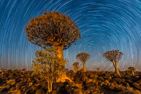 The Quivertree Forest Stock Photos