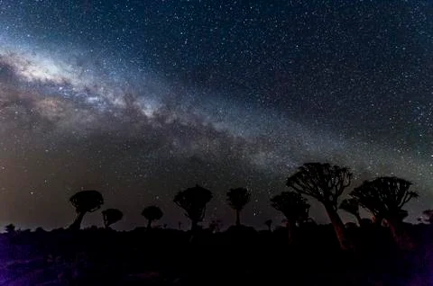 The Quivertree Forest Stock Photos
