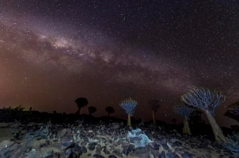 The Quivertree Forest Stock Photos