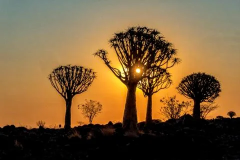 The Quivertree Forest Stock Photos